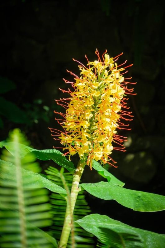 Hedychium 'Yellow Flowering Ginger Lily' spike emerging from lush green foliage in an 8" pot.