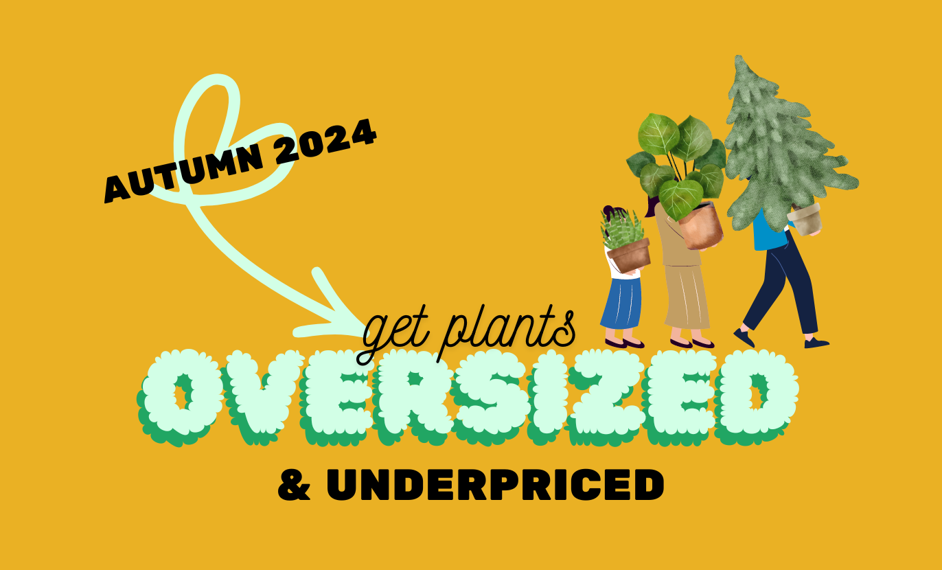 Oversized & Under-priced Plants