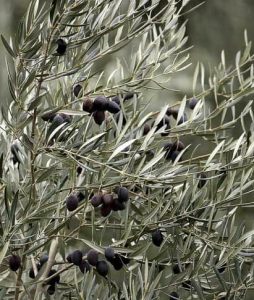 Close-up of an olive tree branch with dark ripe olives among silvery leaves in a planting garden.