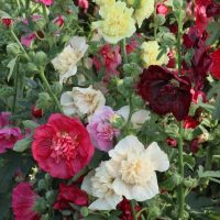 A vibrant display of Hollyhock 'Summer Carnival' 4" Pot hollyhocks in various colors, including red, pink, yellow, and white, growing in a lush garden.