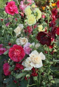 A vibrant display of Hollyhock 'Summer Carnival' 4" Pot hollyhocks in various colors, including red, pink, yellow, and white, growing in a lush garden.