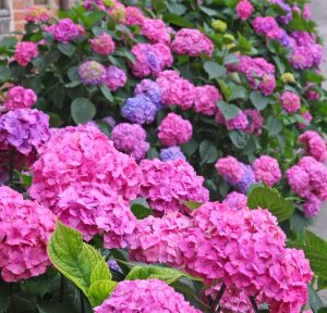 hydrangea macrophylla pink blue sunset mophead flowers pink and blue purple large flowers