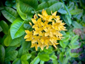 Vibrant yellow Ixora 'Prince of Orange' Pot flowers blooming amidst lush green leaves.
