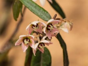 Close-up of pale pink Lasiopetalum 'Slender Velvet Bush' 6" Pot flowers with deep red centers and green leaves against a soft-focus background.