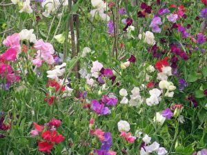 A colorful array of Lathyrus 'Sweet Pea' flowers in a 4" pot.