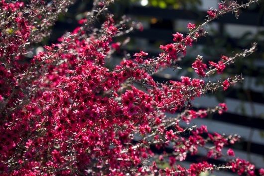 Bright red flowers blooming on slender branches against a blurred background of greenery and architectural structures.