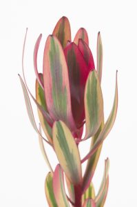 Close-up of a colorful Leucadendron 'Sarah' 8" Pot flower with red, green, and yellow leaves against a white background.