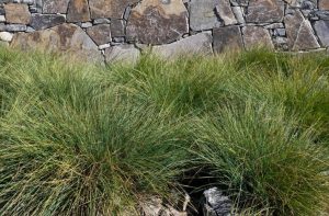 Tussocks of Lomandra 'Misty Green' PBR in front of a stone wall, supplied in a 6" pot.