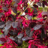 Close-up of a Loropetalum 'Bobz Pink' (Copy) shrub with vibrant pink flowers and rich dark purple leaves.