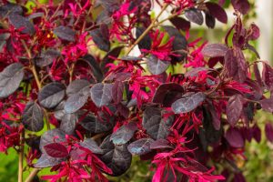 Close-up of a Loropetalum 'Bobz Pink' (Copy) shrub with vibrant pink flowers and rich dark purple leaves.