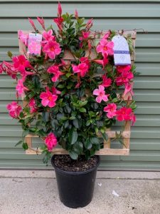 A vertical garden with blooming pink Mandevilla 'Bright Pink' 10" Pot (Espaliered) flowers mounted on a wooden pallet against a green wall.