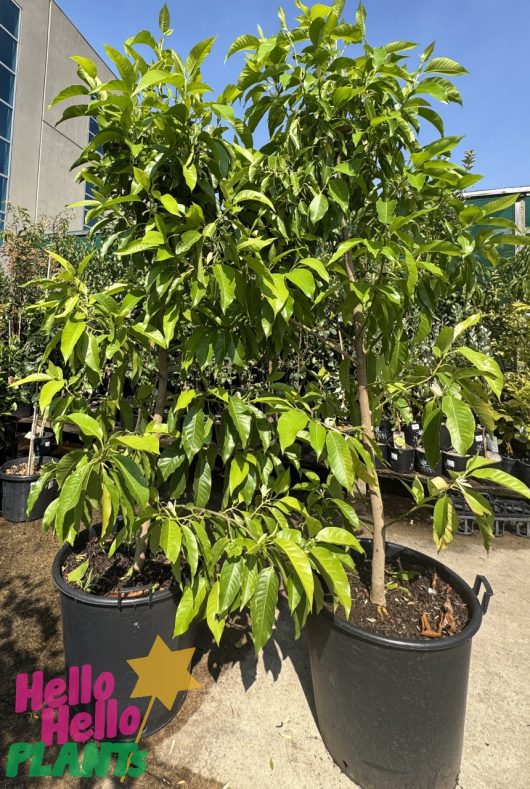 Three Michelia alba 'White Jade Orchid Tree' plants with green leaves sit outdoors in a garden center. They're in black pots, and the "Hello Hello Plants" logo is in the bottom corner.