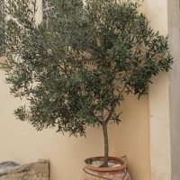 An olive tree planted in a terracotta pot beside a pale wall.