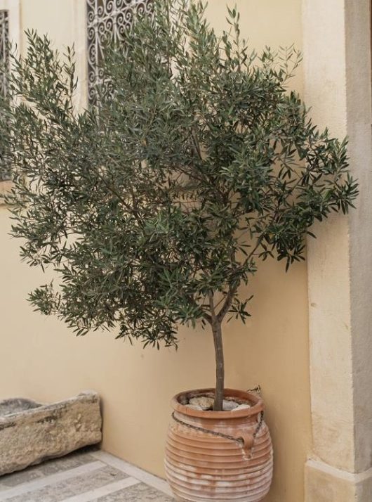 An olive tree planted in a terracotta pot beside a pale wall.