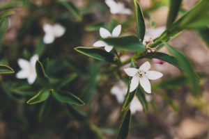 White star-shaped flowers of the Olearia 'Twiggy Daisy Bush' 6" Pot amidst green foliage in a 6" pot.