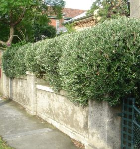 Well-maintained hedge bordering a concrete fence along a sidewalk, with residential buildings and a planting garden in the background.