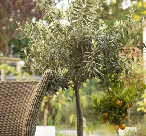 An olive tree in a wicker basket next to a citrus tree in a white pot, in a lush planting garden setting.
