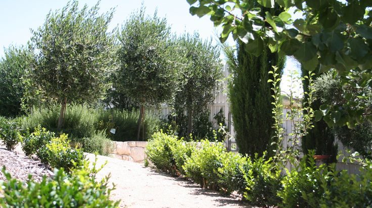 A tranquil garden pathway lined with lush green shrubs and trees under a clear sky, perfect for planting.