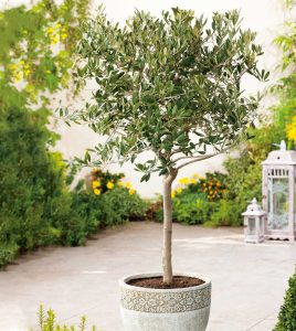 An olive tree in a decorative pot on a paved garden patio, surrounded by blooming yellow flowers and green shrubbery.
