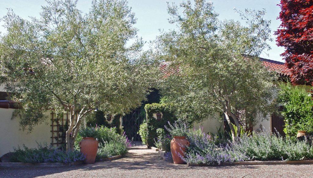 A tranquil garden pathway lined with lavender and large pots, ideal for planting, leading to an arched entrance flanked by olive trees.
