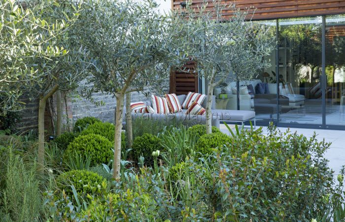 A tranquil garden setting with olive trees, planting shrubs, a striped couch by a glass-paneled building, inviting a peaceful outdoor relaxation.