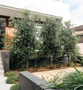 A modern white house with large windows surrounded by lush green trees and a planting garden with low shrubbery in a landscaped front yard.