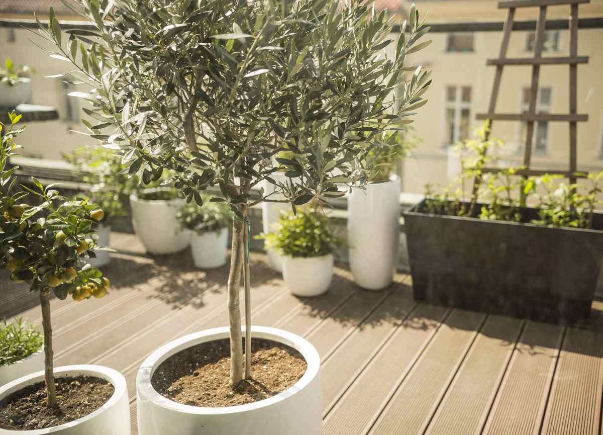 Olive tree in a white pot on a sunny balcony with various potted plants in a planting garden and a wooden floor.