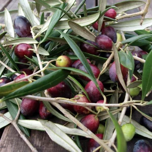Freshly harvested olives with leaves on a wooden surface in a planting garden.