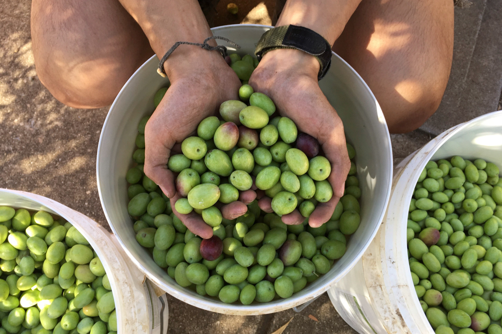 A person scooping fresh green olives from a white bucket in a planting garden, with more buckets of olives around them.