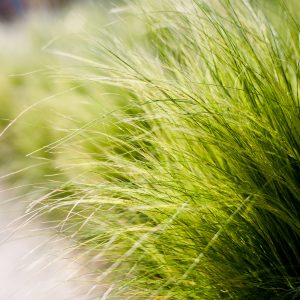 Close-up of lush green Poa 'Coastal Tussock Grass' 6″ Pot with a soft-focus background.
