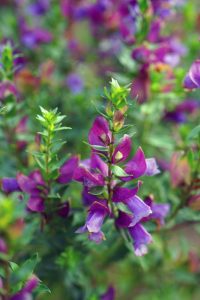 Close-up of purple Prostanthera 'Crocodile Mint' 6" Pot flowers with green leaves, showing details of petals and buds in a garden setting.