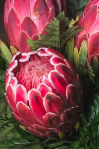 Close-up of vibrant red and pink protea flowers with visible fluffy centers and green foliage.