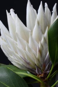 Close-up of a Protea white Ice flower bud with green leaves against a dark background.