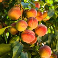 Ripe peaches hanging on the branches in a sunlit orchard.