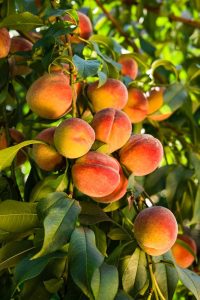 Ripe peaches hanging on the branches in a sunlit orchard.