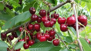 Ripe red cherries of Prunus 'Sir Don' Cherry 10" Pot hanging on branches surrounded by lush green leaves.