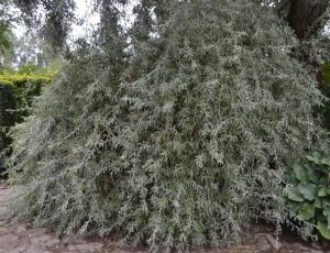 Large, sprawling Pyrus 'Weeping Silver Pear' 16" Pot tree with drooping branches covered in silver-green leaves, located in a lush garden setting.