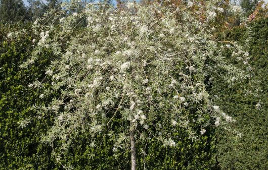 Pyrus salicifolia Pendula Weeping silver pear or willow leaved pear ornamental pear tree