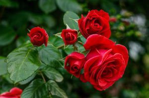 Vibrant red Rose 'Veterans Honour' 3ft Standard (Bare Rooted) with lush green leaves in focus against a blurred background.