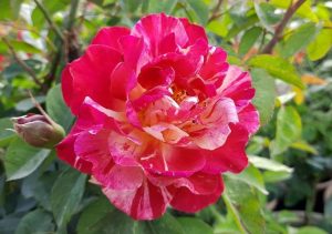 A vibrant, variegated Rose 'A Best Impression®' 3ft Standard (Bare Rooted) in full bloom, surrounded by green foliage.