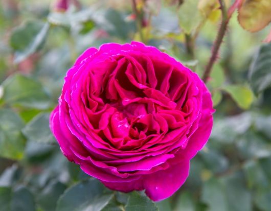 A vibrant pink rose in full bloom with a blurred green foliage background.