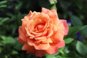 Close-up of a vibrant orange Rose 'Sir Donald Bradman' Bush Form in full bloom with green leaves and purple flowers in the background.