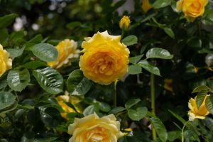 Close-up of vibrant yellow Rose 'Neptune' 3ft Standard (Bare Rooted) roses in bloom, surrounded by lush green leaves in a garden setting.