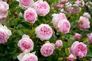 A cluster of blooming pink Rose 'Tallulah' Bush Form with lush green leaves in a garden.