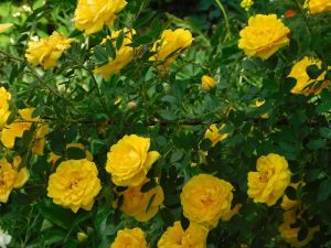 Bright yellow Rose 'Topsy Turvy' Bush Form blooming amidst green leaves in a sunlit garden.
