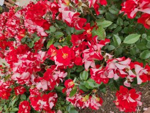 Close-up view of vibrant red and white Rose 'Tuscan Sun™' Bush Form roses in full bloom, interspersed with green leaves in a garden setting.