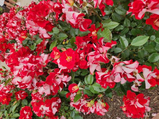 Close-up view of vibrant red and white Rose 'Tuscan Sun™' Bush Form roses in full bloom, interspersed with green leaves in a garden setting.