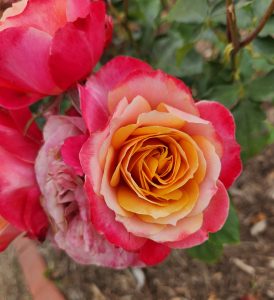 Rosa grandiflora The Governor's Wife Rose