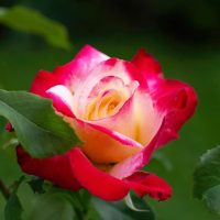 A vibrant red and yellow rose in bloom with surrounding green foliage.