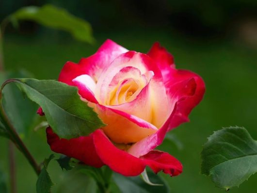 A vibrant red and yellow rose in bloom with surrounding green foliage.